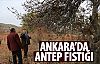 Ankaralı çiftçi Antep fıstığı üretecek