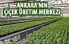 Başkent'in çiçek üretim merkezi: ANFA