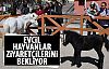 Evcil hayvanlar ziyaretçilerini bekliyor